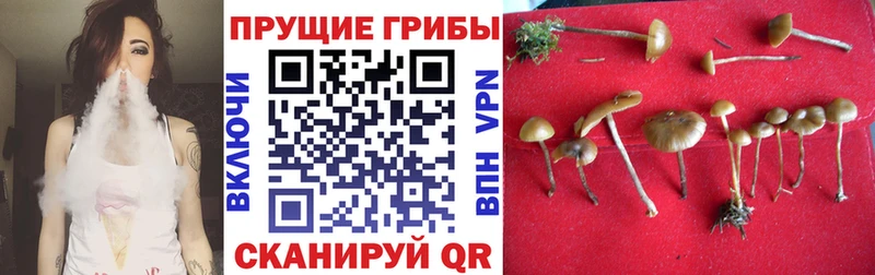 Купить закладки  Тихорецк  Галлюциногенные грибы Psilocybine cubensis 